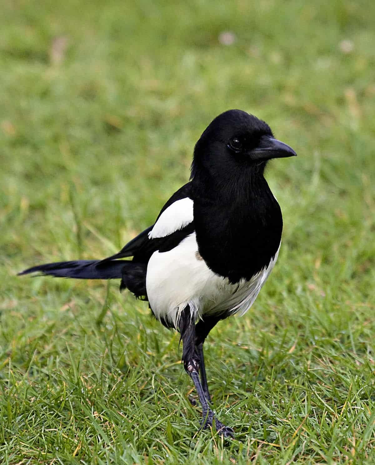 four-magpies-what-does-it-mean-pina-piccolo-s-blog